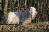 SKYE TERRIER 022